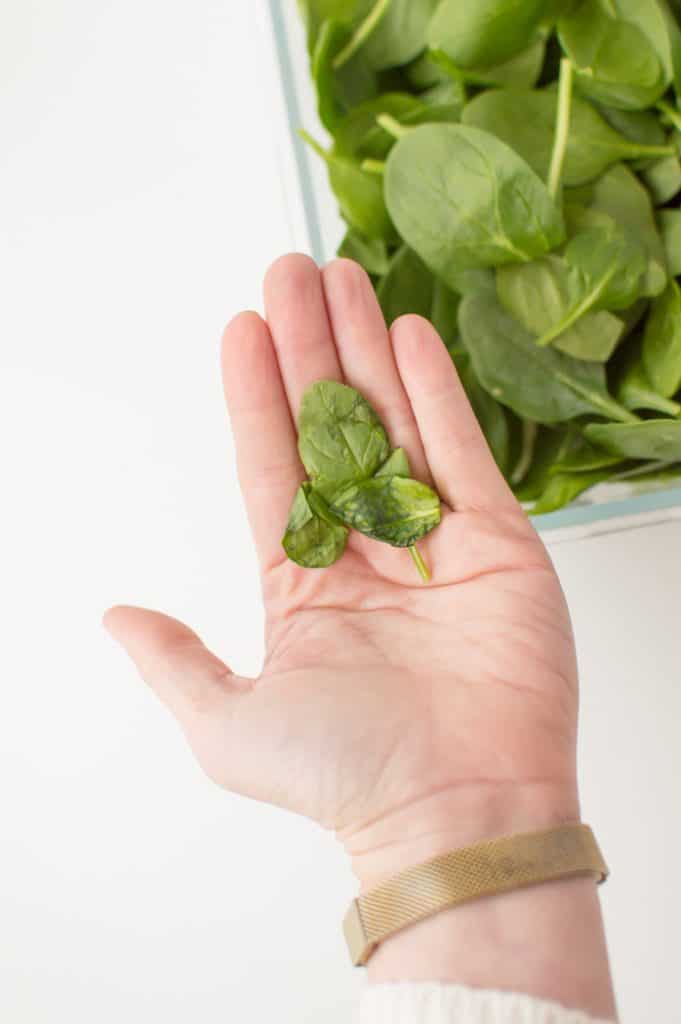Hand holding rotting spinach removed from container of fresh spinach