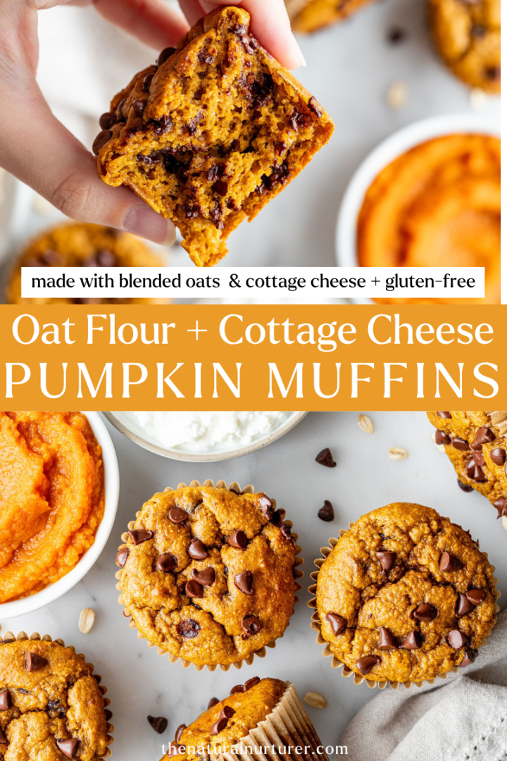 A hand holds a pumpkin muffin with chocolate chips. More cottage cheese pumpkin muffins, chocolate chips, pumpkin puree, and cottage cheese are on a white surface. Text overlay reads, Oat Flour + Cottage Cheese Pumpkin Muffins.